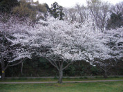 上座総合公園